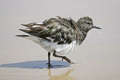 Black Turnstone.jpg