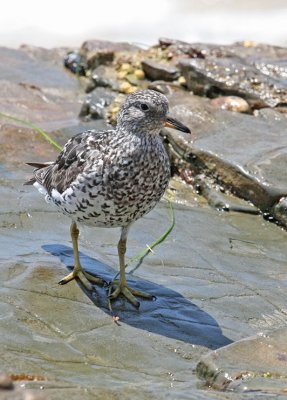 Surfbird.jpg