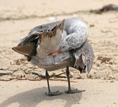 Heerman's Gull preening.jpg