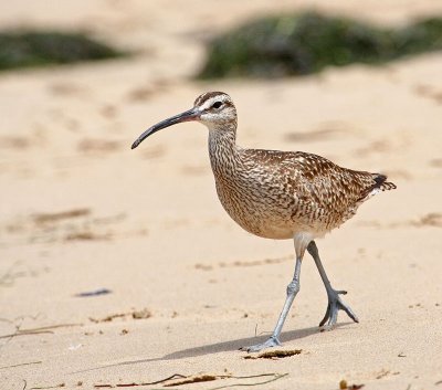Whimbrel.jpg