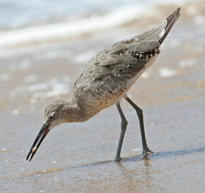 Willet in molt with sand crab.jpg