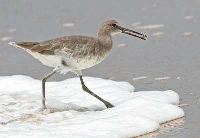 Willet with sand crab.jpg