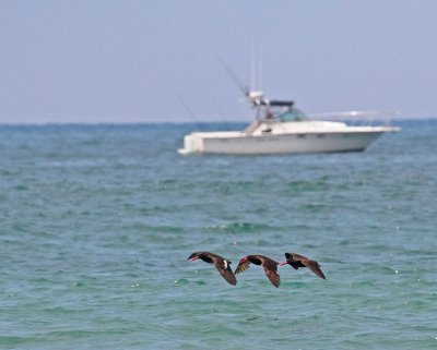Black Oystercatchers in flight.jpg