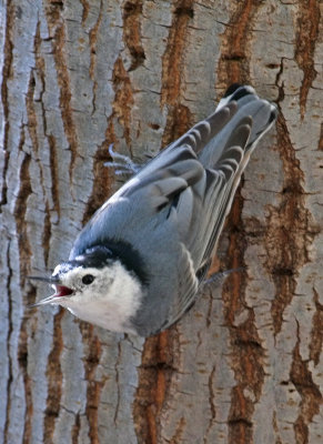 White-breasted Nuthatch panting up in the oak