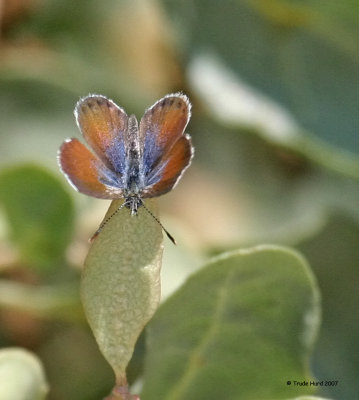 Smallest butterfly in the world