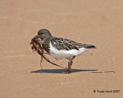 Followed by a Black Turnstone with algae