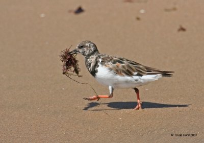 Wait, no, it's the Ruddy Turnstone with algae