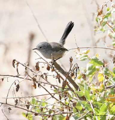 This California Gnatcatcher is ENDANGERED