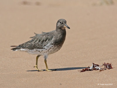 Surfbird on sand