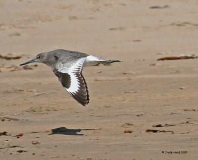 Some birds are easy to see