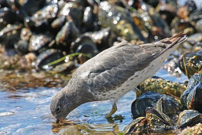 Sand too hot , so Surfbird drinking
