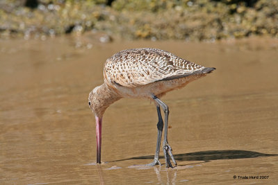 Marbled Godwit foraging, photographer low in the wet sand