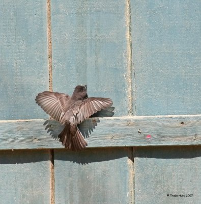 Black Phoebe exhibiting sunning behavior