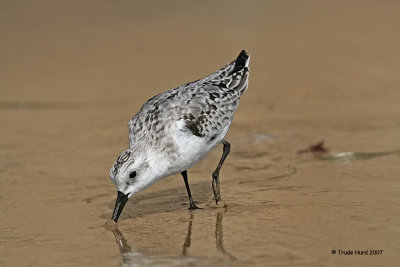 Sanderling molting, notice gray back