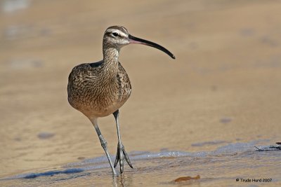Whimbrel acting like a sanderling