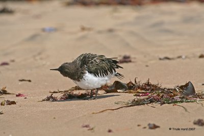 Black Turnstone with a shake