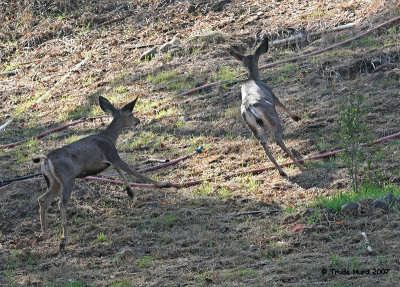 I followed them, and watched them chase each other