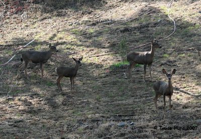 They were in an open area between the houses and hillside