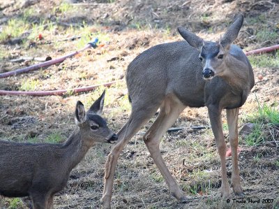 The youngster went up to the buck