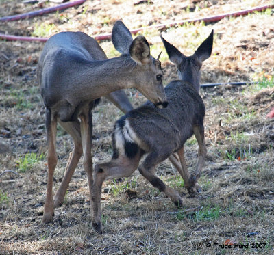 The buck investigated the youngster from head to tail