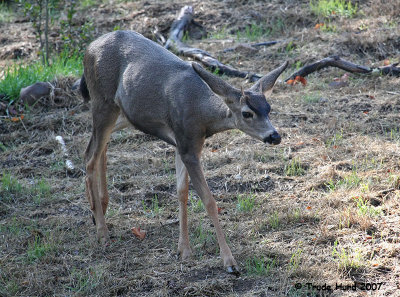 The buck then moved across the open space