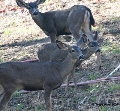 There was a spike buck with 3 females and a youngster
