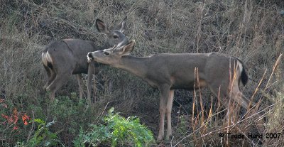 And demonstrated flehmen behavior