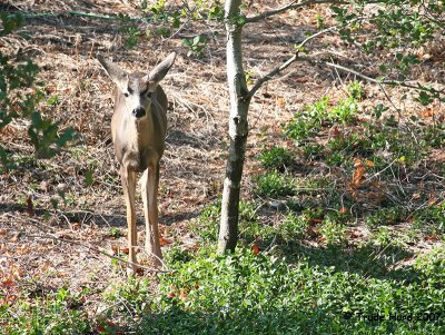 mule_deer_at_tucker_in_autumn_2007