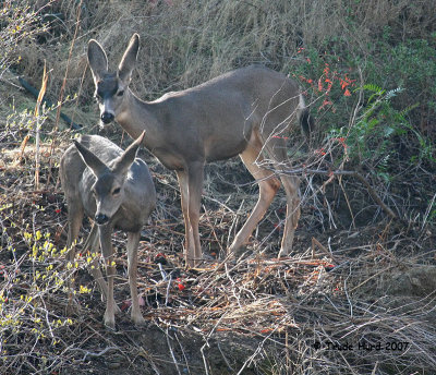 He followed her onto the hillside