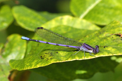 Variable Dancer Male