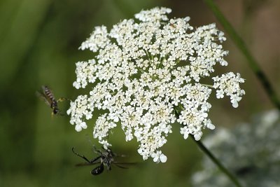Wasp Battle