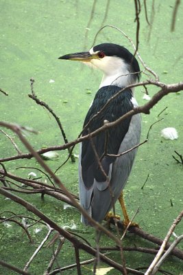 Black Crowned Night Heron