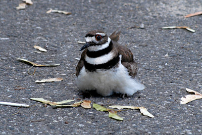 Killdeer in road