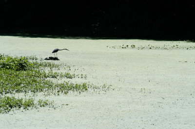 Great Blue Heron Looking for Dinner