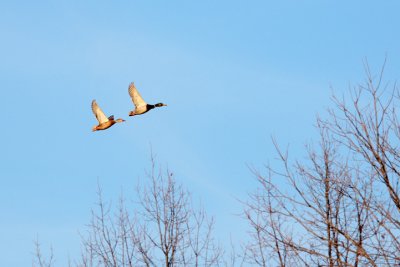 Duck.jpg