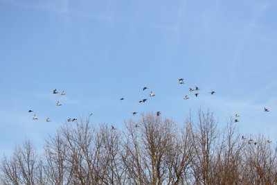 Ducks.jpg