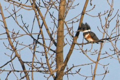 Kingfisher 1.jpg