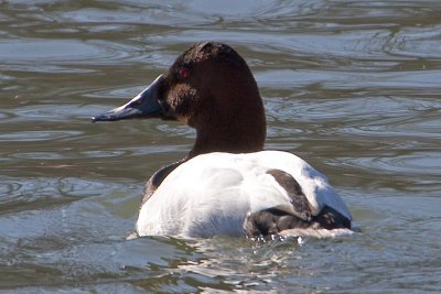 Canvasback