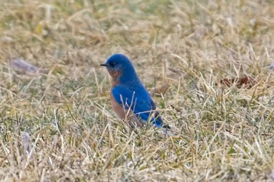 Eastern Bluebird