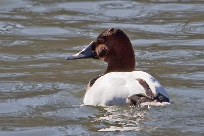 Canvasback.jpg