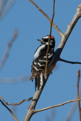 Hairy Woodpecker