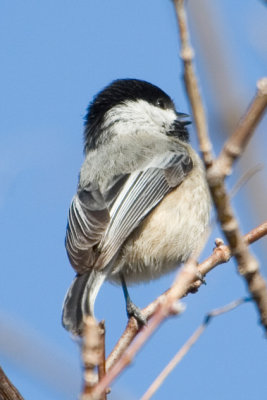 Black-capped Chickadee