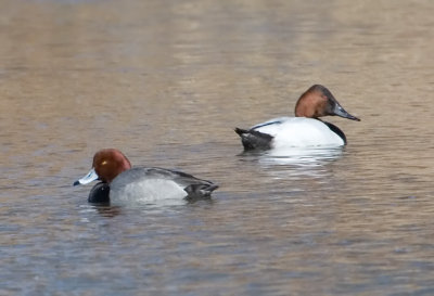 Redhead & Canvasback Ducks