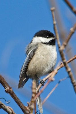 Chickadee.jpg