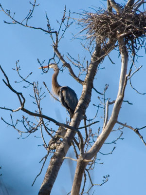 heron.jpg