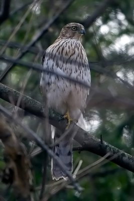 Hawk.jpg