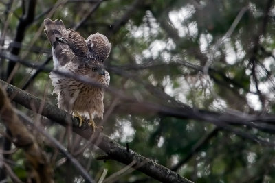 Hawk_2.jpg