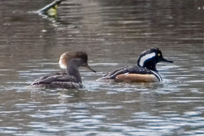 Hooded Merganser.jpg