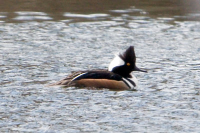 Hooded Merganser_2.jpg