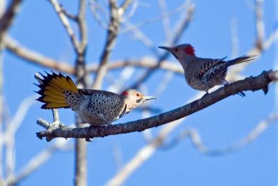 Northern Flicker.jpg